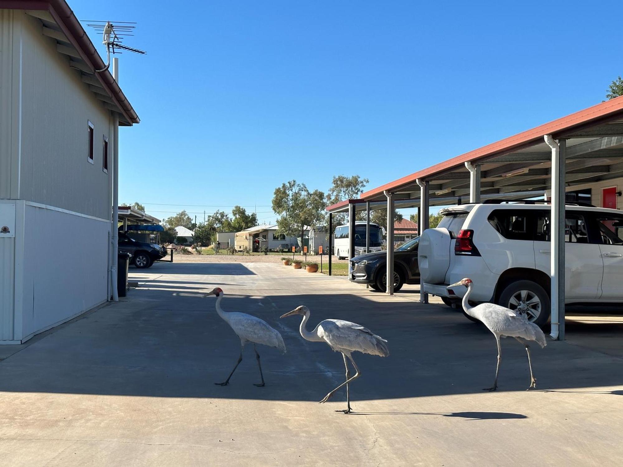 Winton Outback Motel Kültér fotó